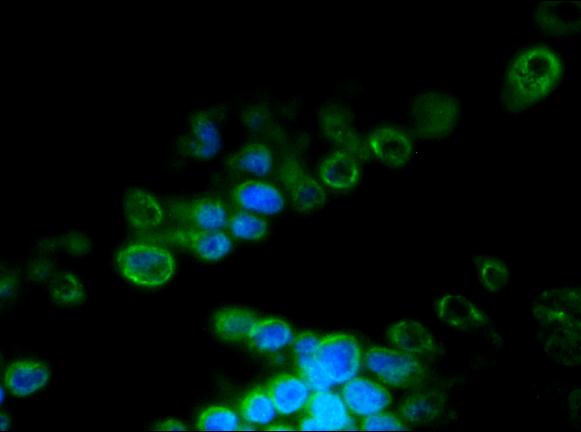 Figure 2. MUB1104P immunofluorescence staining of a 9 days old zebrafish embryo.